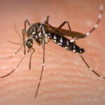 Risco de dengue em Livramento preocupa Vigilância Epidemiológica
