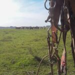 É oficial: Livramento não terá desfile Farroupilha