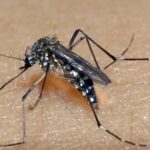 Primeira morte por Dengue na região é registrada em Livramento