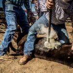 Marcação de animais a ferro quente pode ser proibida