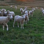 Executivo encaminha projeto que prevê o abate de animais do rebanho municipal