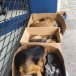 Audiência pública debate desafios e soluções para a causa animal em Sant’Ana do Livramento