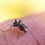 Dengue em Livramento: alerta máximo e apelo urgente à população diante de crescente preocupação