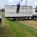 PRF e Prefeitura de Sant’Ana do Livramento intensificam fiscalização para recolhimento de animais soltos nas rodovias