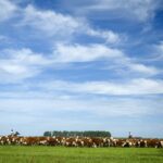Pecuarista gaúcho terá seguro contra a febre aftosa