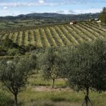 Produção de azeite de oliva cresce 29% no Estado
