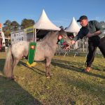É de Sant´Ana do Livramento o Grande Campeão da raça Pônei Brasileiro na 46ª Expointer