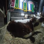 Expointer 2023 conta com 3.480 animais de argola inscritos