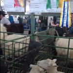 Libania 2688, da Cabanha São Mateus de Livramento é a 3ª melhor Fêmea Campeã Borrega da raça Poll Dorset da 46 ª edição da Expointer de 2023