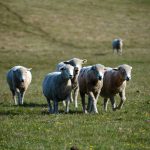 Sant’Ana do Livramento estreia FestOvinos para fortalecer identidade como Capital Nacional da Ovelha
