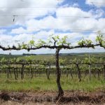 Secretaria de Agricultura do RS registra aumento em denúncias de deriva de herbicida
