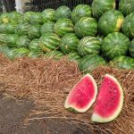 Risco de queda na produção de melancias em Livramento gera aumento nos preços
