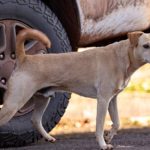 Abandono de animal pode cassar CNH