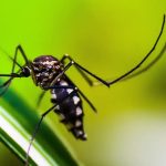 Brasil pode dobrar casos de dengue neste ano em relação a 2023