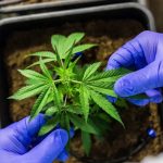 CCJ aprova PEC que criminaliza posse de qualquer quantidade de droga