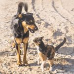 Prefeitura anuncia abertura de inscrições para castrações de cães e gatos