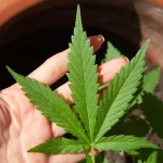 Descriminalização da maconha: “60g extrapola toda e qualquer razoabilidade”, afirma delegado