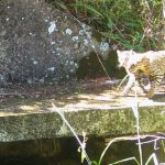 CONTRA O ATROPELAMENTO I APA do Ibirapuitã divulga imagens de monitoramento da fauna em Livramento