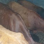 Polícia Civil e Brigada Militar  prendem em flagrante indivíduo transportando 15 animais provenientes de abigeato