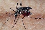 Brasil enfrenta maior epidemia de dengue da história