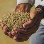 Governo define parâmetros para importação de arroz. Para consumidor, preço final do quilo será de R$ 4