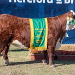 Bovinos Raça Hereford conhece seus grandes vencedores na Expointer 2024