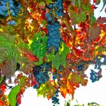 Safra de uvas teve queda de 26,58% em 2024 no Rio Grande do Sul