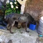 Idosa é autuada por maus-tratos a cão em Sant’Ana do Livramento