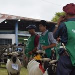 Feira Ovinos de Verão de Livramento acontece de 23 a 26 de janeiro de 2025