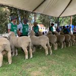 Feiras de verão se destacam por genética de excelência e comercialização de ovinos