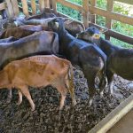 Draco santanense rastreia e recupera animais furtados de Livramento na serra gaúcha