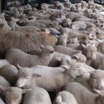 Valorização do cordeiro ganha força e rompe barreiras de preço no Rio Grande do Sul