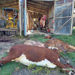 Polícia Civil fecha abatedouro clandestino e prende três homens em flagrante por abigeato em Sant’Ana do Livramento