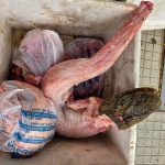 Operação apreende carne ilegal e investiga abigeato em Livramento