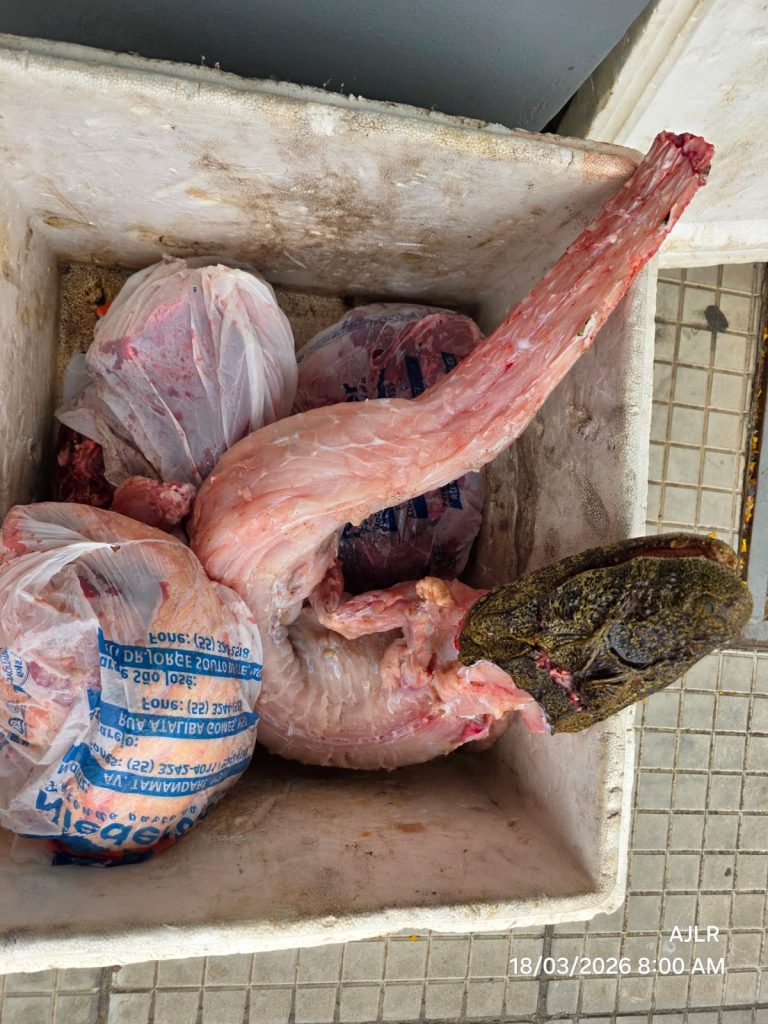 Operação apreende carne ilegal e investiga abigeato em Livramento