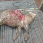 Polícia Civil se manisfesta sobre ataques de cães a rebanhos de ovinos em Livramento